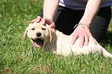 LABRADOR 023